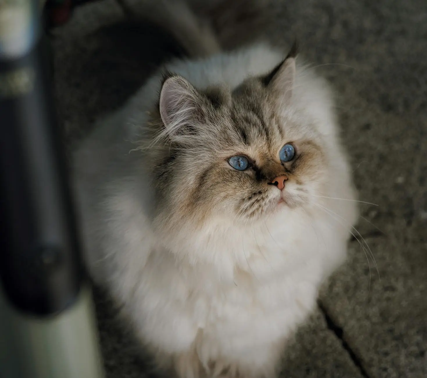 Himalayan Cat Breed Profile: Characteristics, Personality & Care Explore the captivating Himalayan cat breed: stunning looks, loving personality, and unique care needs.