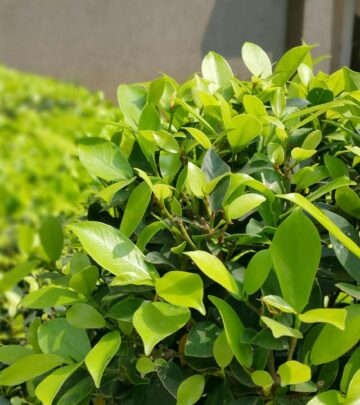 17 Fast-Growing Shrubs