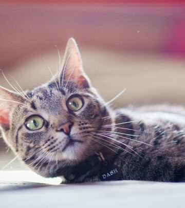 270 Beautiful Female Cat Names for Your New Feline Friend