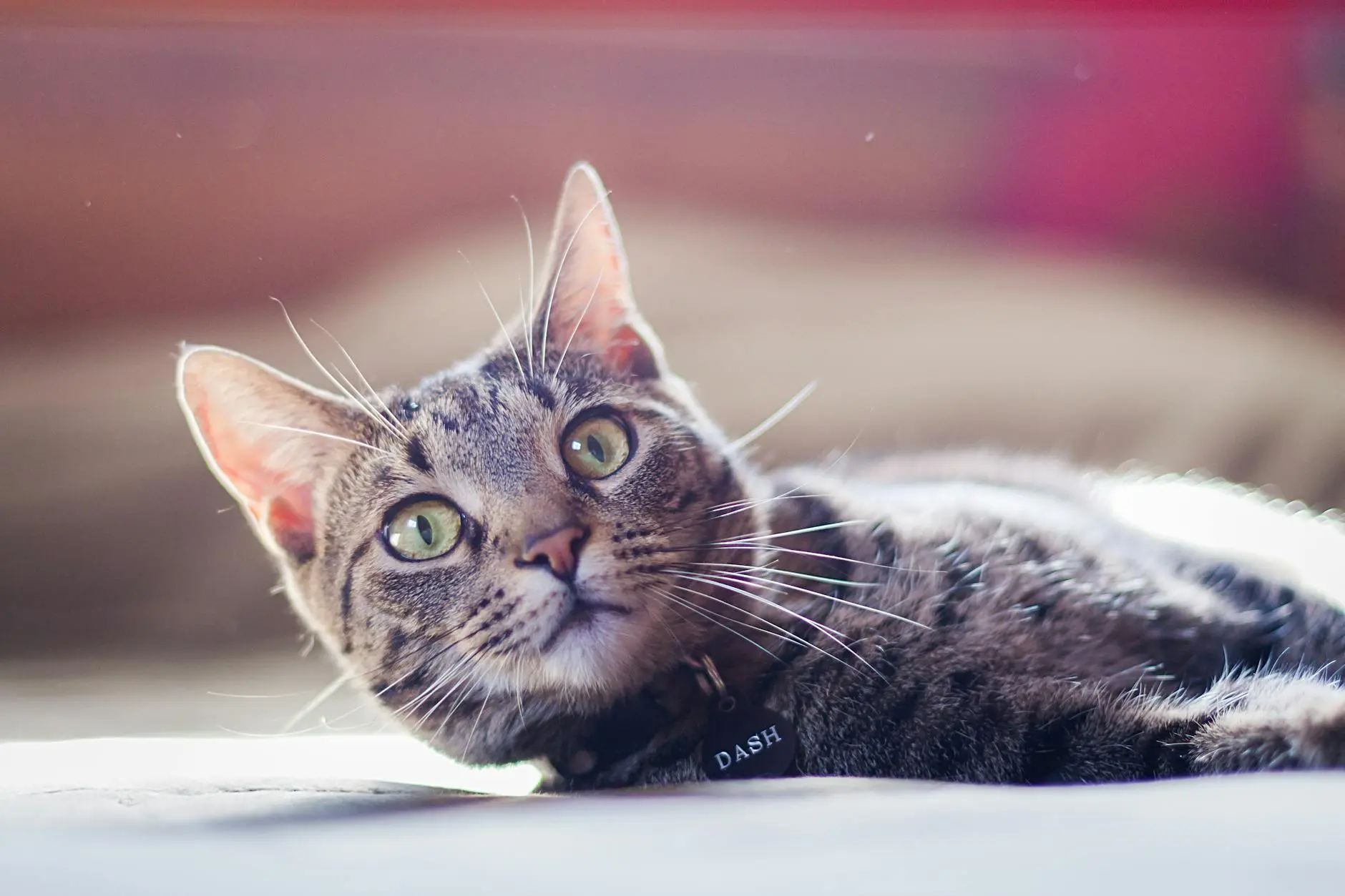 270 Beautiful Female Cat Names for Your New Feline Friend Find the perfect name for your female kitten with our comprehensive list of charming and unique options