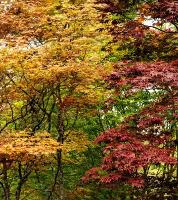 The Ultimate Guide to Japanese Maple Trees: Planting, Growing, and Care