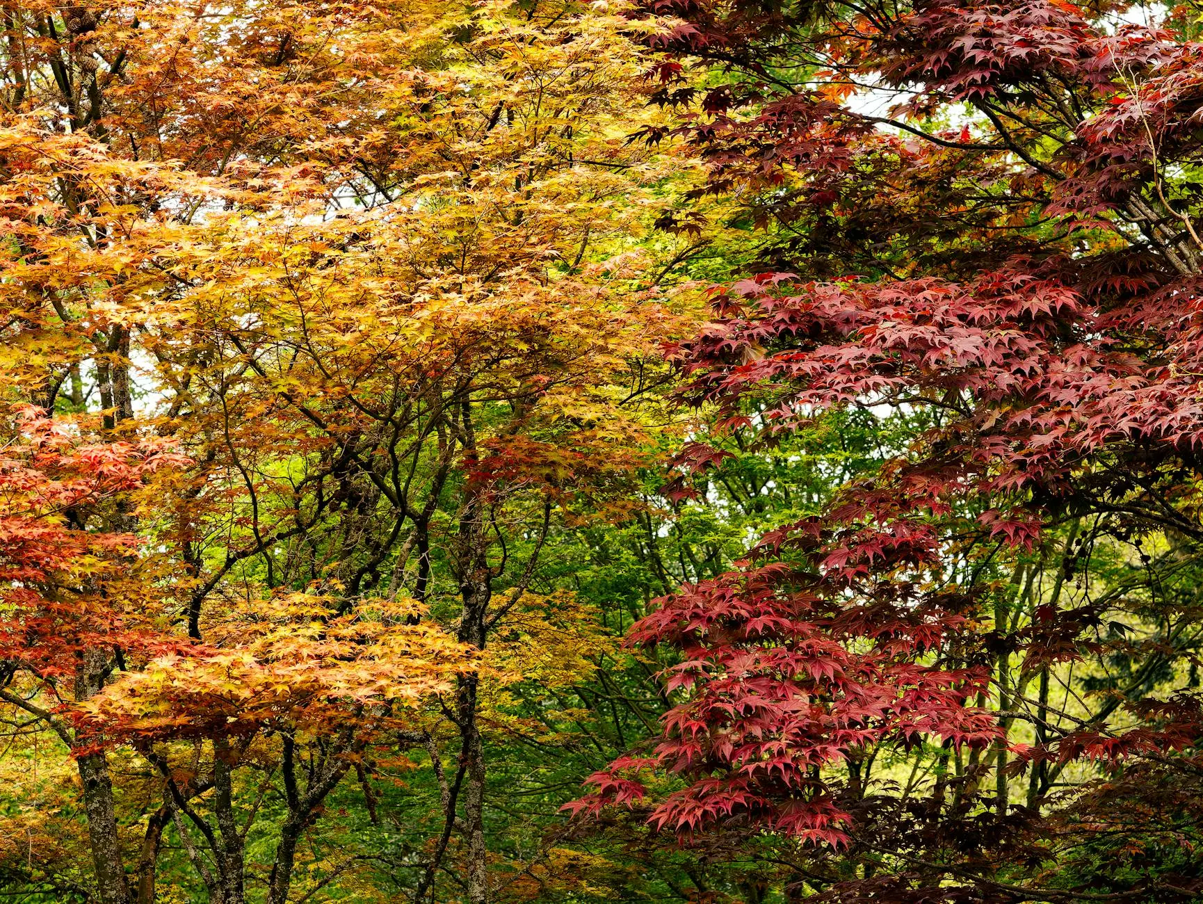 The Ultimate Guide to Japanese Maple Trees: Planting, Growing, and Care Discover expert tips for selecting, planting, and nurturing breathtaking Japanese maple trees for gardens of all sizes.