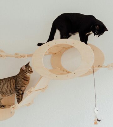 Your Kitten’s First Year: A Complete Development Guide