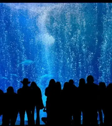 Discover everything you need to know about keeping these colorful and popular freshwater aquarium fish