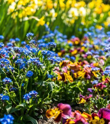 Violas: Growing, Caring For, and Enjoying These Colorful Garden Favorites