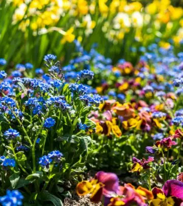 Discover everything you need to know to successfully grow, care for, and enjoy the versatile and charming viola in your garden.