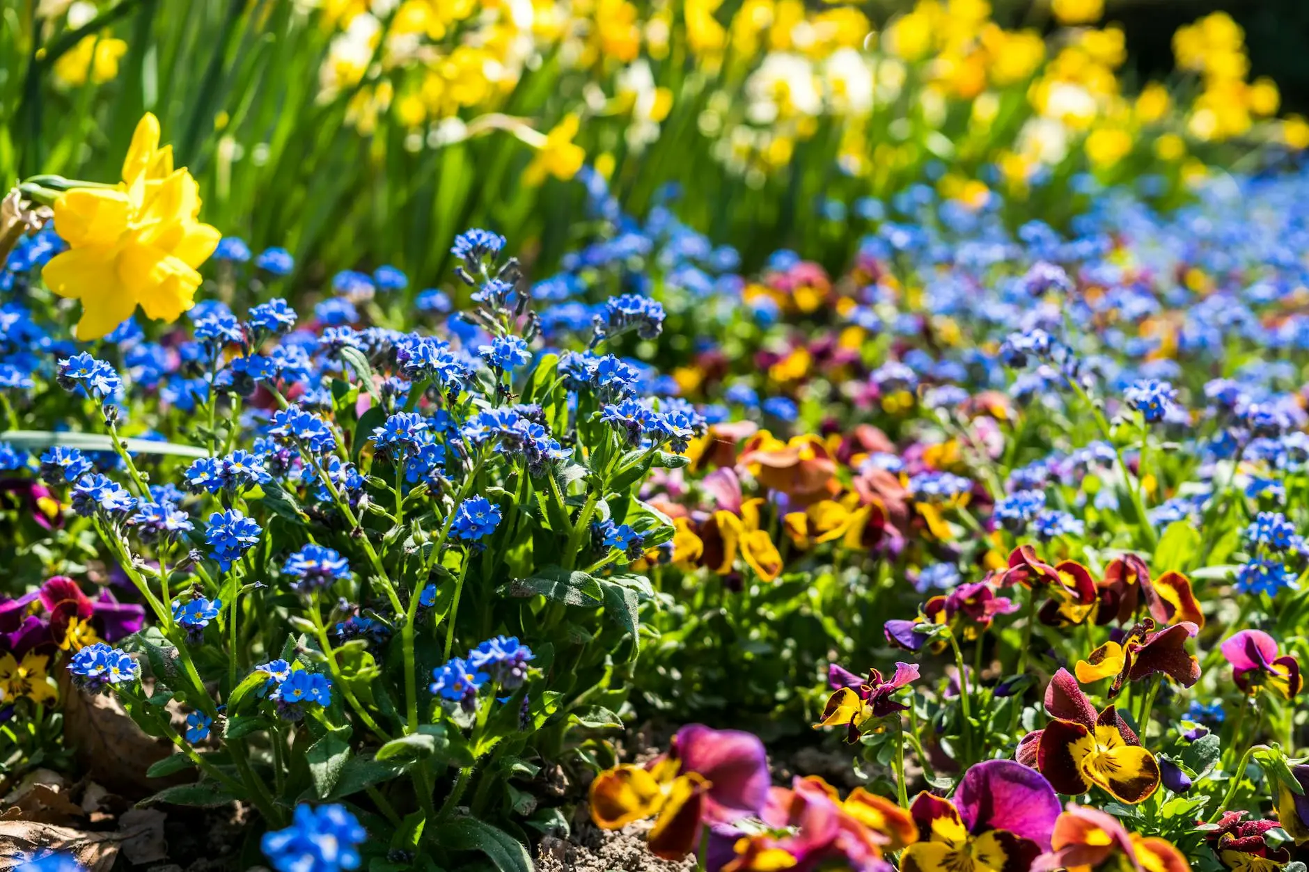 Violas: Growing, Caring For, and Enjoying These Colorful Garden Favorites Discover everything you need to know to successfully grow, care for, and enjoy the versatile and charming viola in your garden.