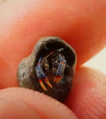 Learn how to create an ideal environment for your hermit crab to thrive and live a healthy life