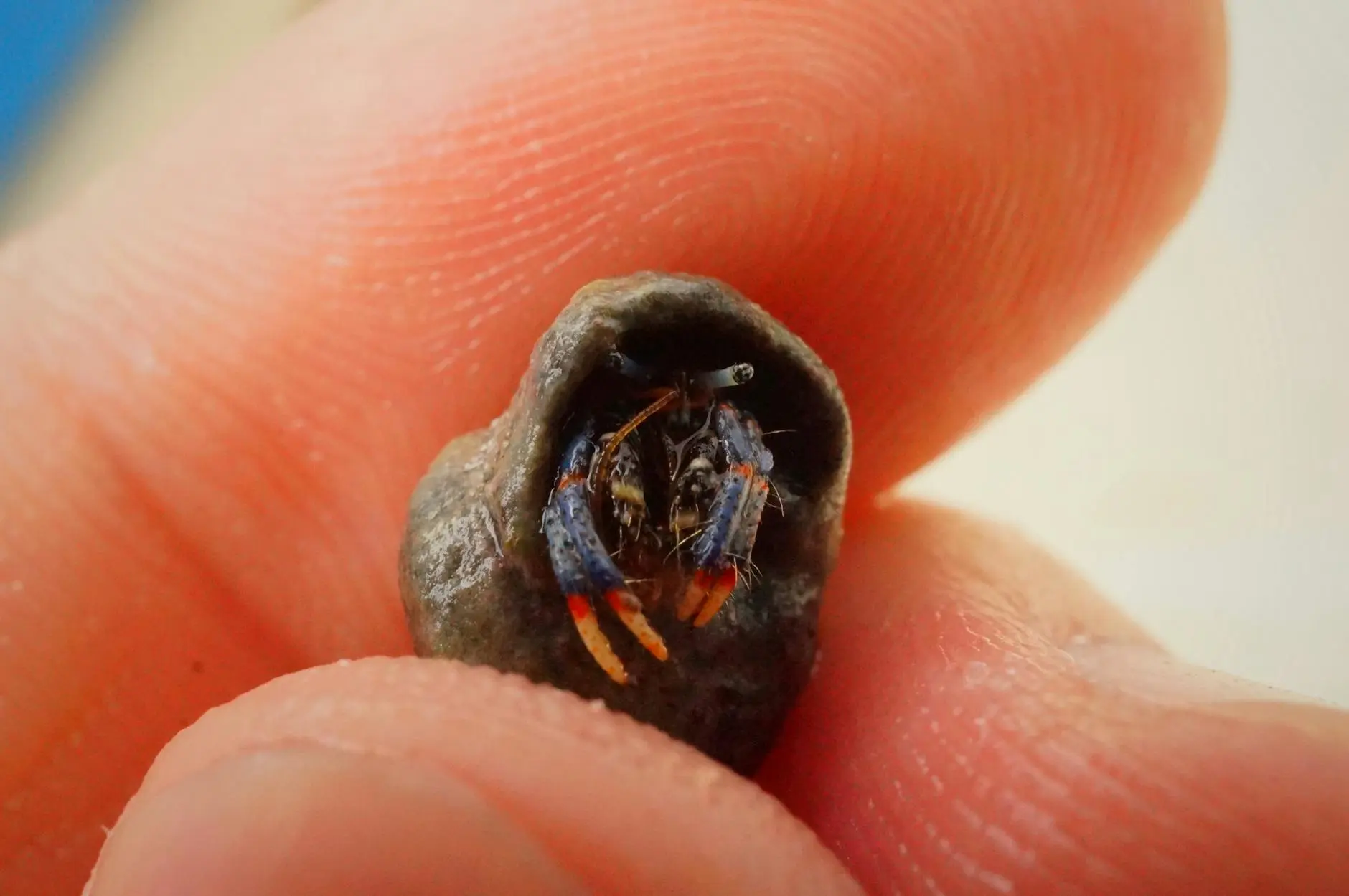 Creating the Perfect Habitat for Your Pet Hermit Crab Learn how to create an ideal environment for your hermit crab to thrive and live a healthy life