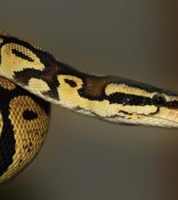 250+ Captivating Snake Names for Your Slithery Companion