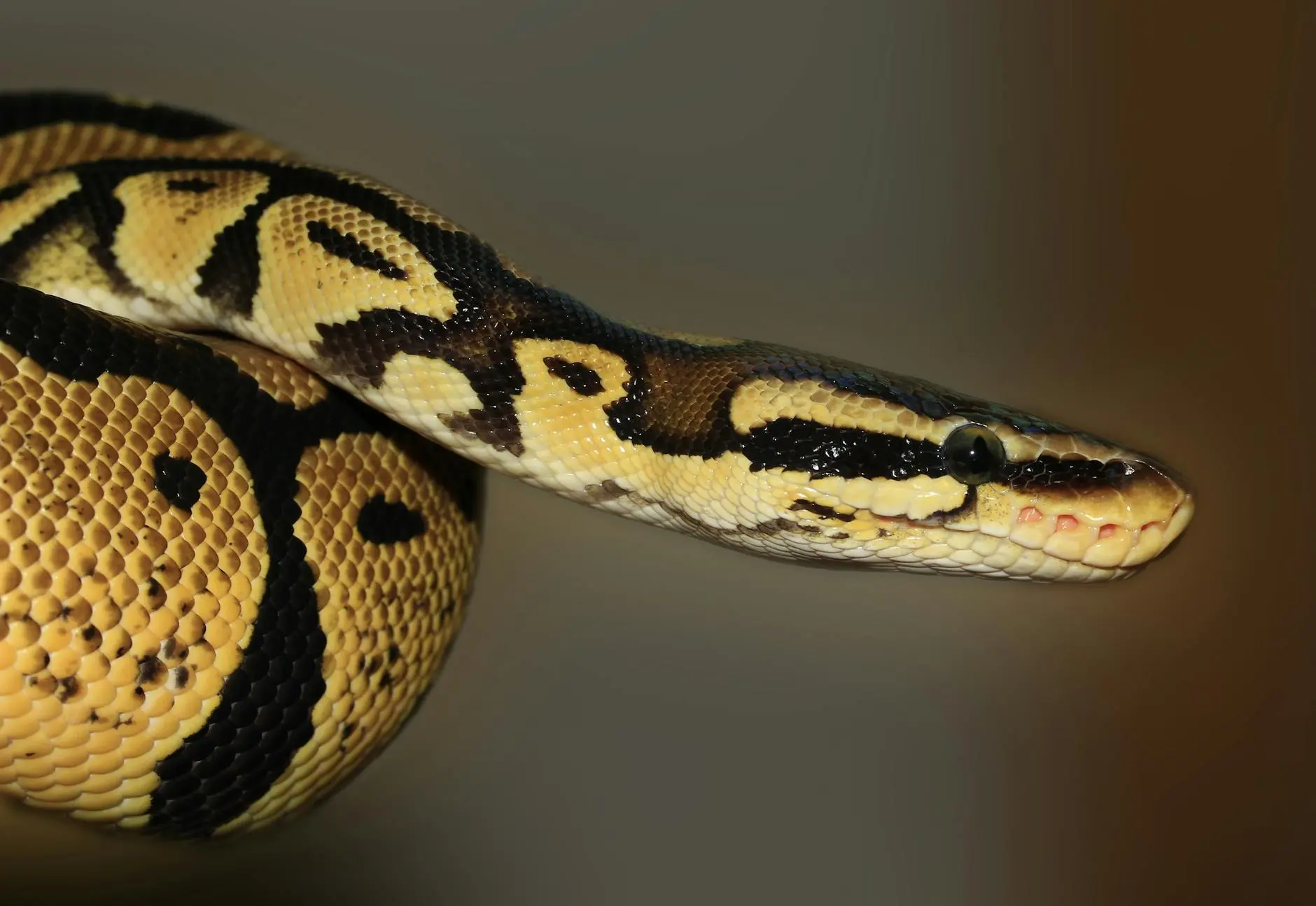 250+ Captivating Snake Names for Your Slithery Companion Discover the perfect name for your unique reptilian pet with our extensive collection