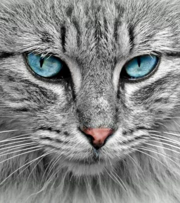 Understanding Color Blindness in Cats: Myths, Science, and Feline Vision