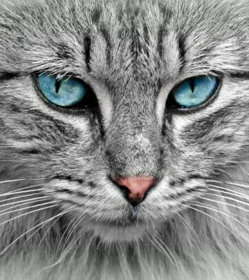 Explore what colors cats can see, the science of feline color blindness, and how it shapes their unique view of the world.