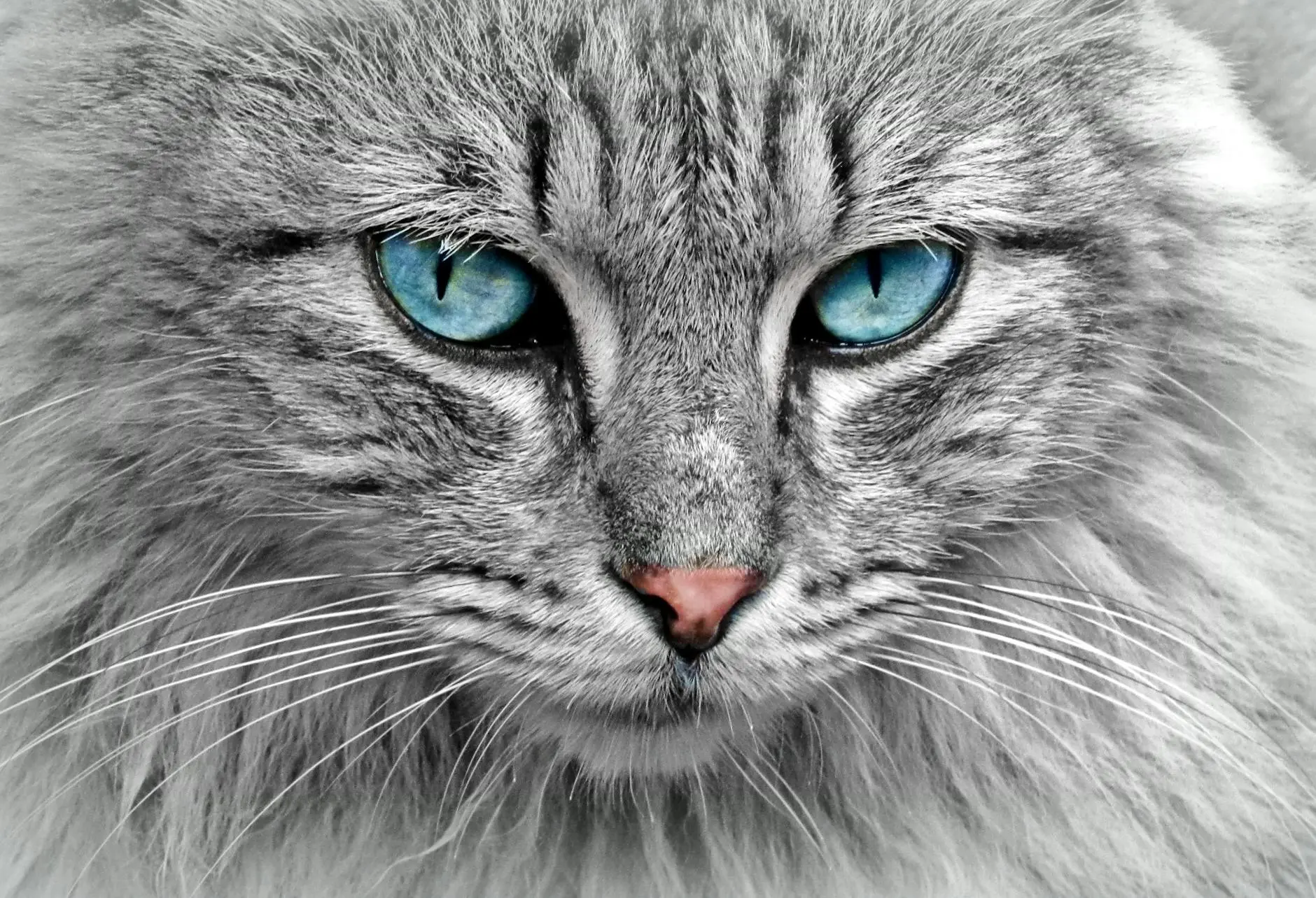 Understanding Color Blindness in Cats: Myths, Science, and Feline Vision Explore what colors cats can see, the science of feline color blindness, and how it shapes their unique view of the world.