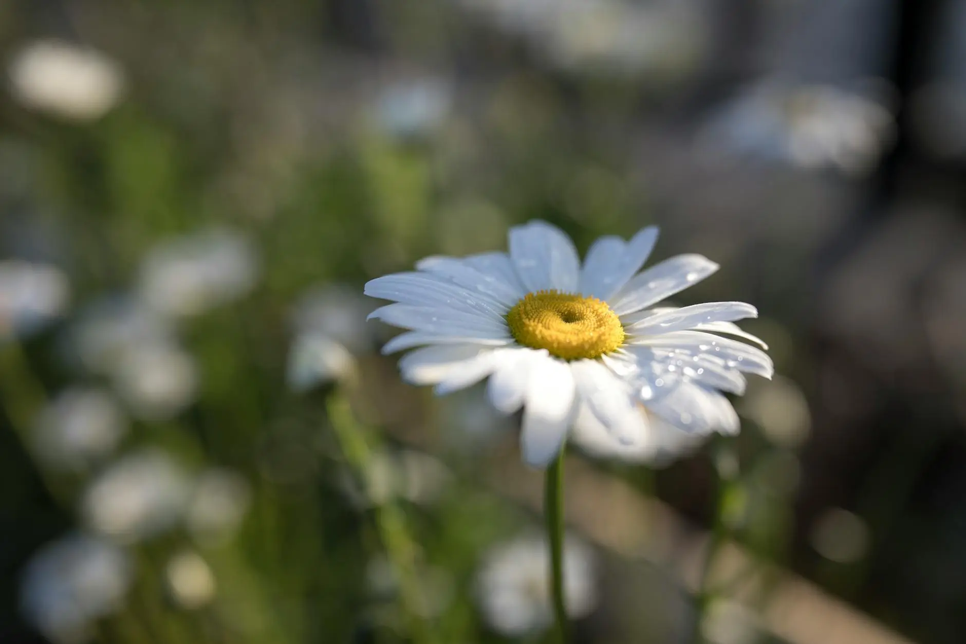 White Garden Design: Inspiration And Essentials Everything you need to know about creating a breathtaking white garden for a peaceful, elegant outdoor retreat.