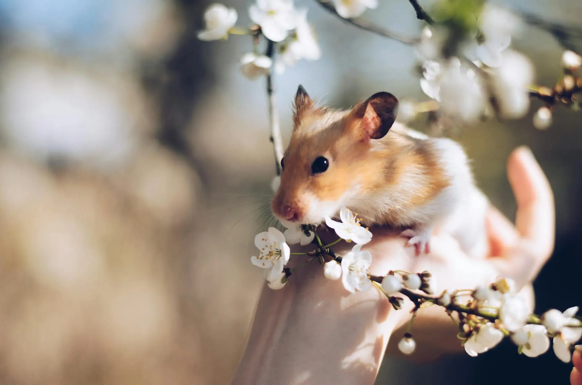 The Ultimate Guide to Popular Hamster Breeds and Their Unique Personalities Explore the most popular hamster breeds, their characteristics, care needs, and personality traits for a perfect pet match.
