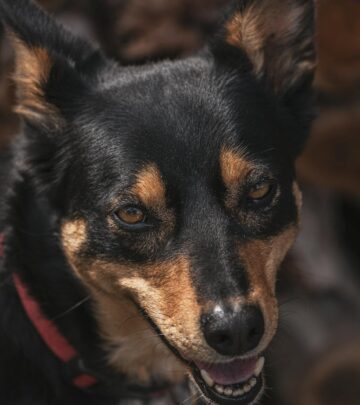 Australian Kelpie: Complete Dog Breed Guide & Care Tips