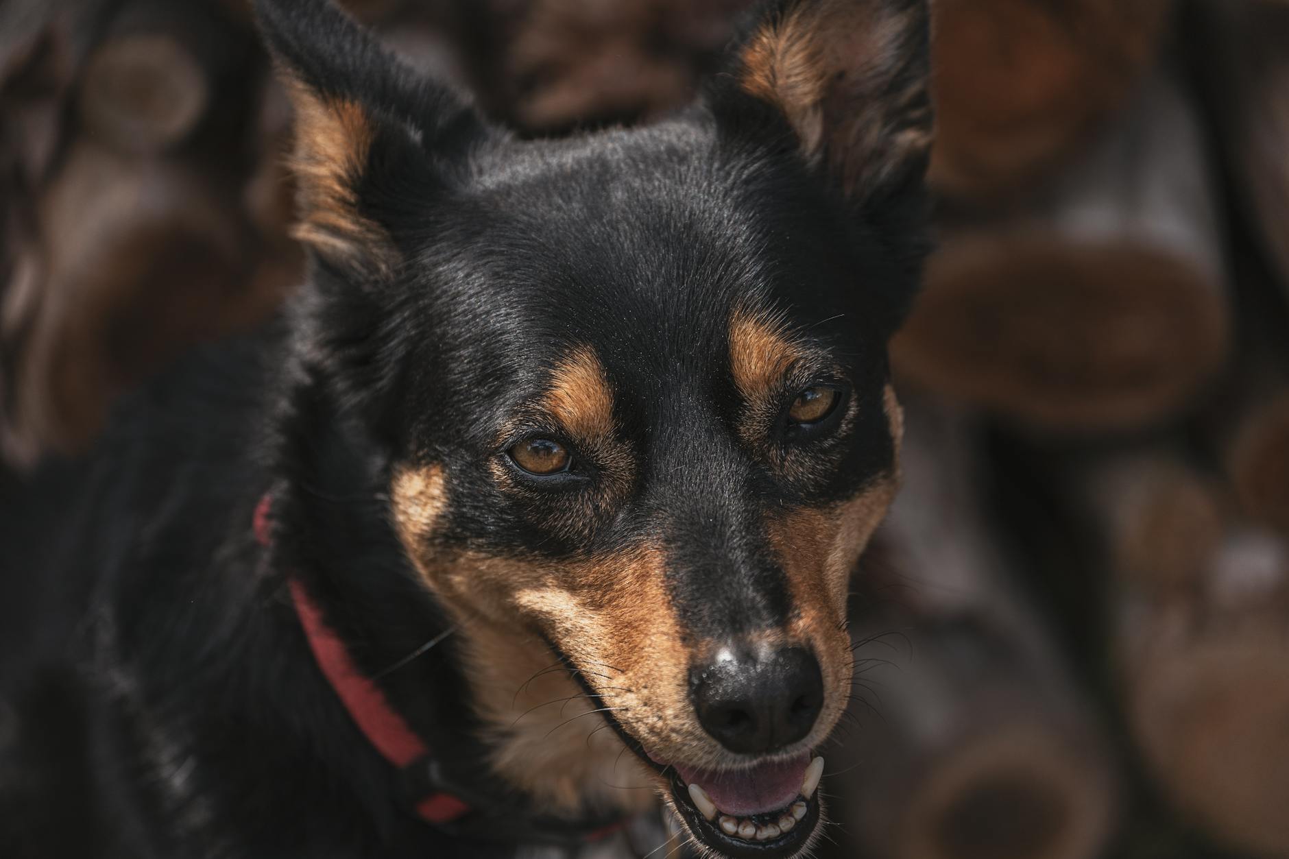 Australian Kelpie: Complete Dog Breed Guide & Care Tips Discover the energetic, intelligent Australian Kelpie: a working dog with boundless stamina and loyalty