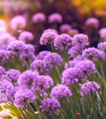 How to Grow & Care for Allium Flowers (Ornamental Onions)