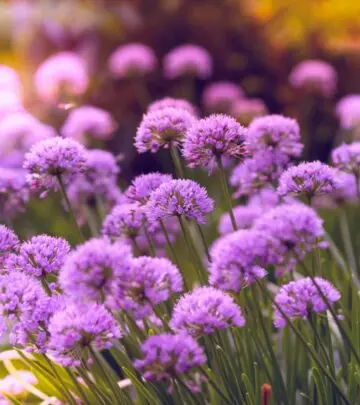 Discover expert advice on planting, growing, and designing with ornamental alliums for striking, deer-resistant blooms.