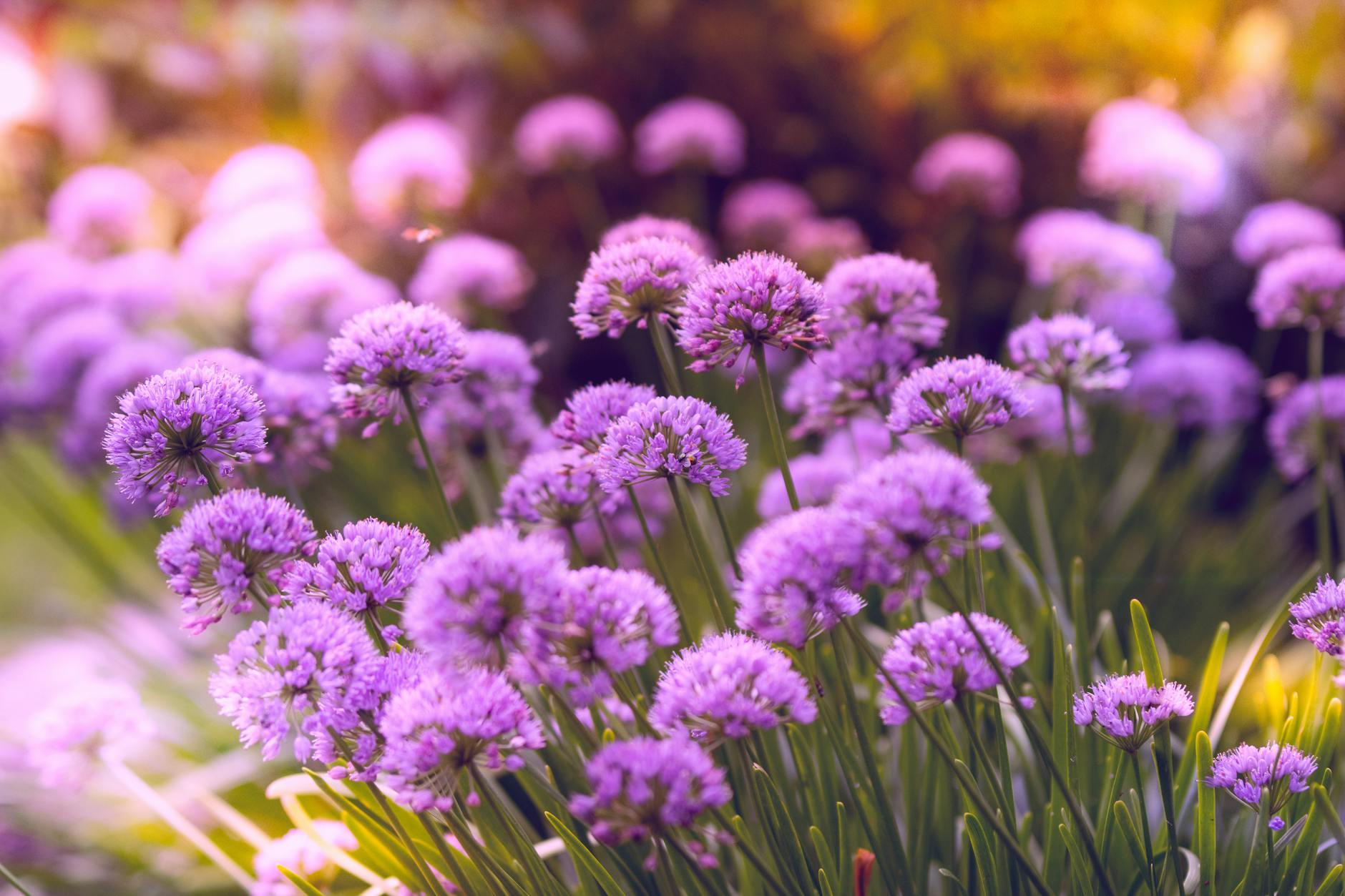 How to Grow & Care for Allium Flowers (Ornamental Onions) Discover expert advice on planting, growing, and designing with ornamental alliums for striking, deer-resistant blooms.