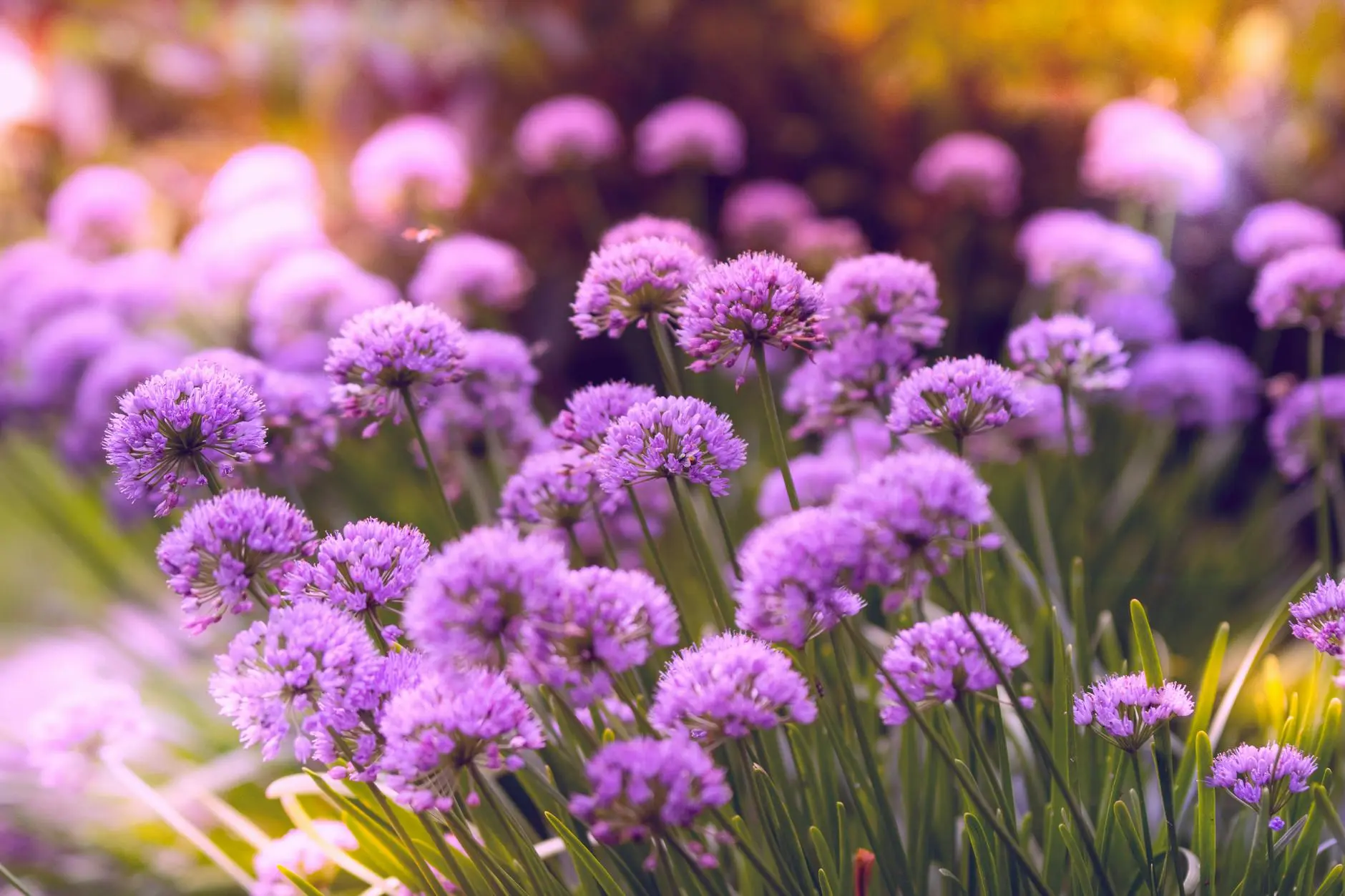 How To Grow Allium Flowers: Complete Care Guide Discover expert advice on planting, growing, and designing with ornamental alliums for striking, deer-resistant blooms.