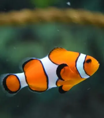 Learn to identify and effectively treat swim bladder disorders in your aquarium fish