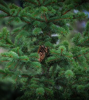 Designing Your Own Woodland Garden: Tips, Layers, and Inspiration