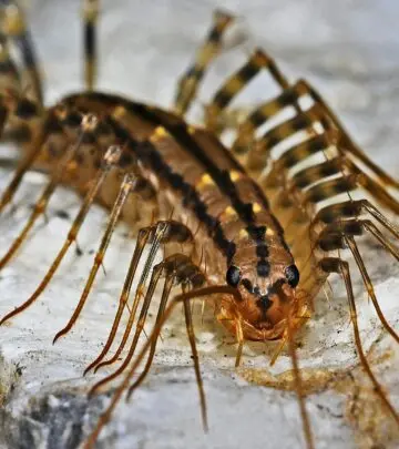 These multi-legged creatures might be startling, but they're actually working as your personal pest control team