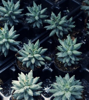Potting Soil 101: How to Choose the Right Mix for Your Plants
