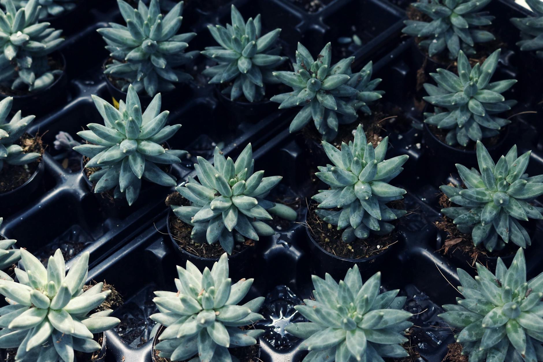 Potting Soil 101: How to Choose the Right Mix for Your Plants Unlock healthier, thriving plants by mastering the essentials of potting soil selection, ingredients, and usage.