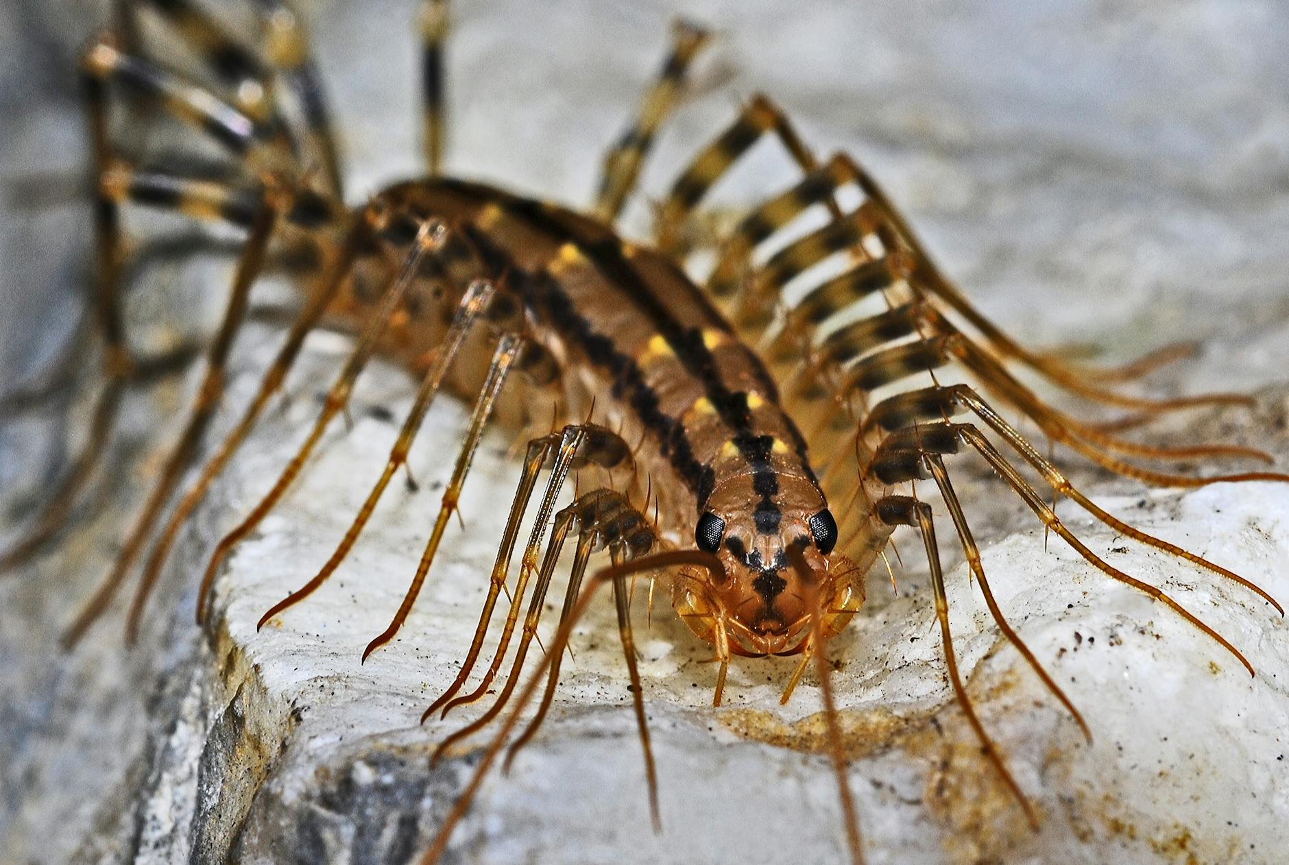 Why You Should Never Kill a House Centipede Discover the hidden benefits of house centipedes and learn why these surprising predators are actually your home's best line of defense against common pests.