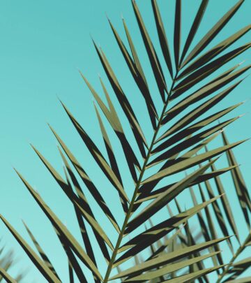 Palm Fronds: Nature’s Versatile Gift From Tropical Trees