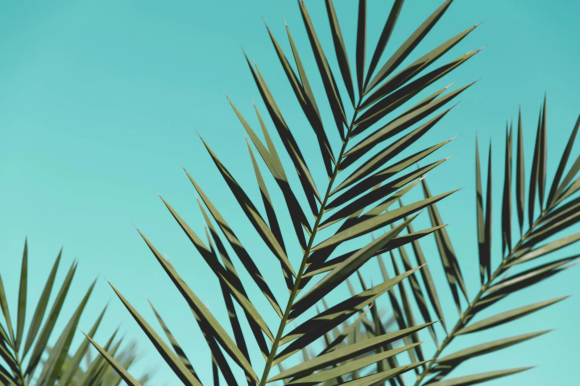 Palm Fronds: Comprehensive Guide To Types, Uses, And Care Discover the incredible versatility and practical applications of palm fronds in everyday life and beyond