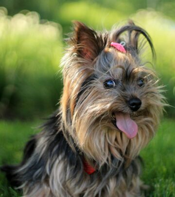 Yorkshire Terrier: The Elegant Companion Dog Breed