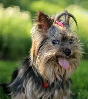 Discover the charm, care needs, and personality of the Yorkshire Terrier, a small dog with a big presence