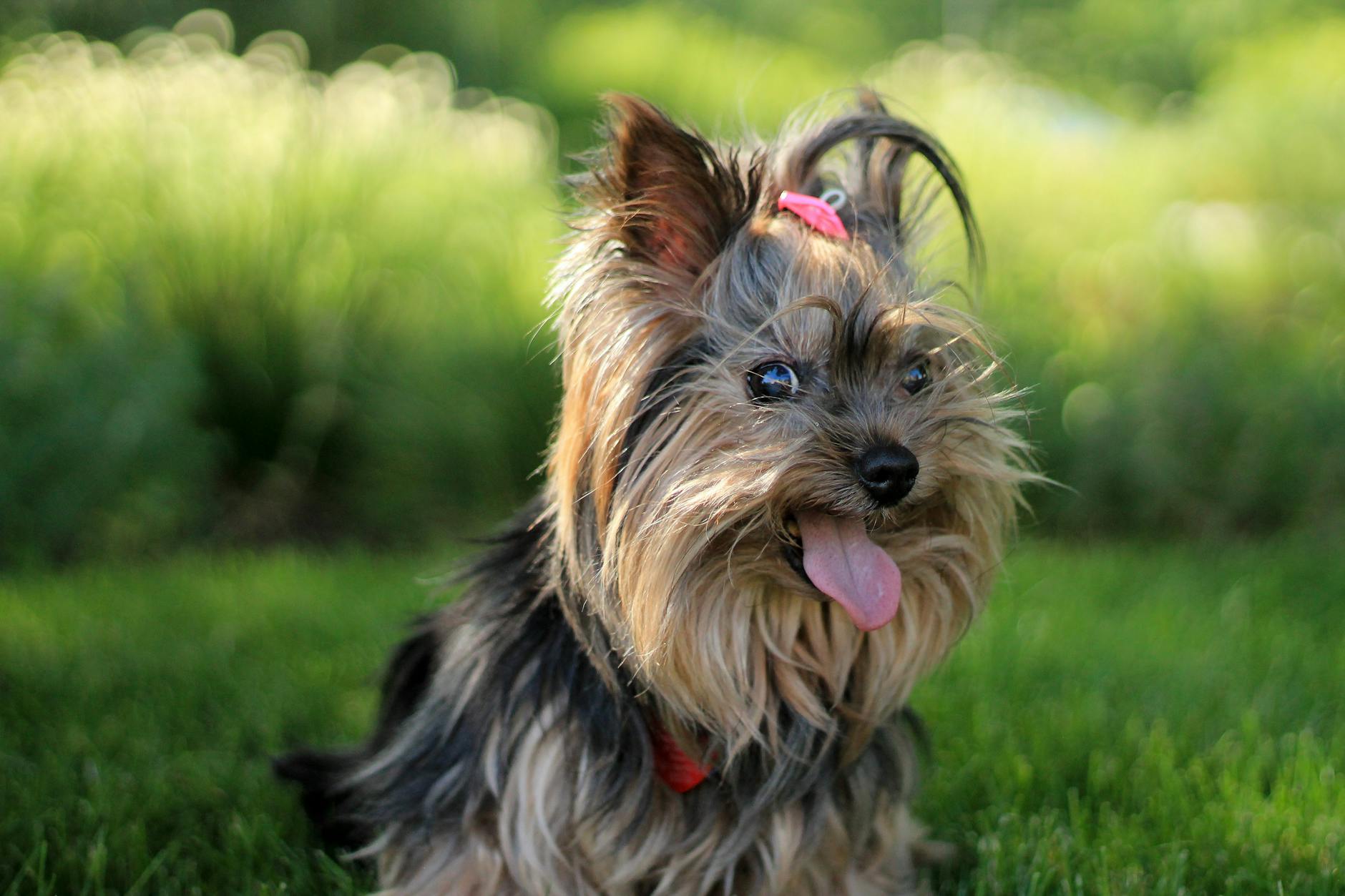 Yorkshire Terrier: The Elegant Companion Dog Breed Discover the charm, care needs, and personality of the Yorkshire Terrier, a small dog with a big presence