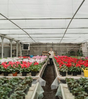 Tuberous Begonias: The Complete Growing and Care Guide