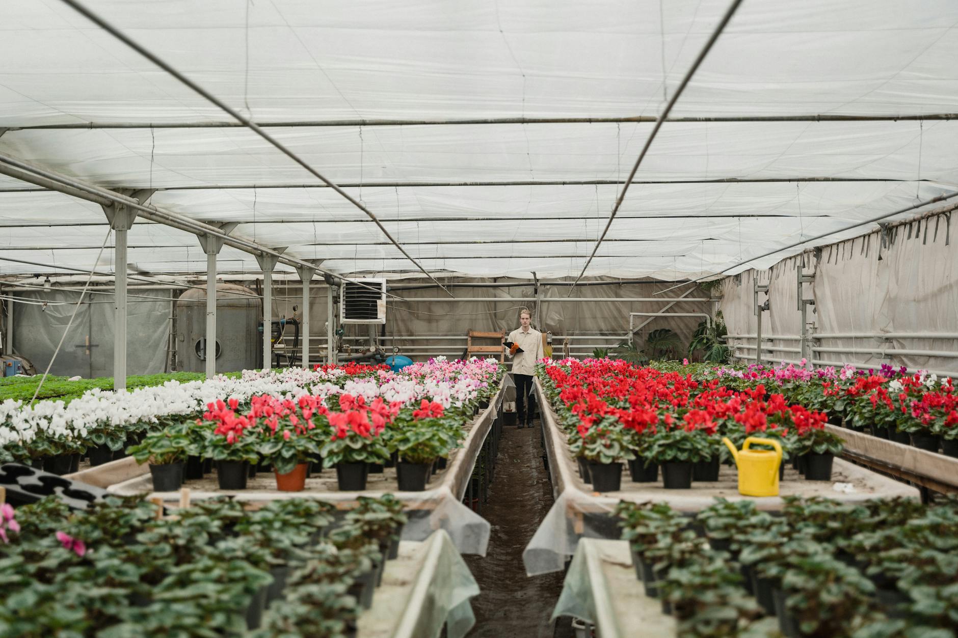 Tuberous Begonias: The Complete Growing and Care Guide Everything you need to know to grow, care for, and enjoy spectacular tuberous begonias indoors and outdoors.