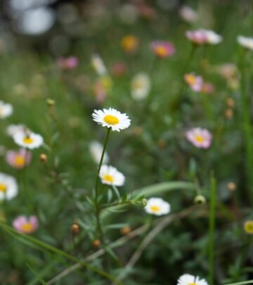 Marguerite Daisy (Argyranthemum): Complete Growing & Care Guide