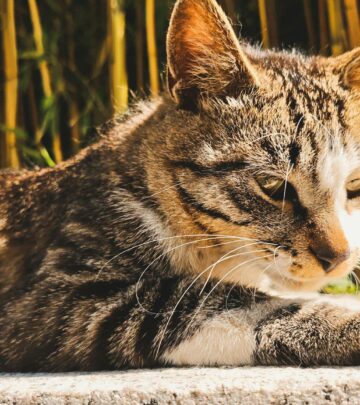Are Cats Clean? Exploring Feline Hygiene and Grooming Habits