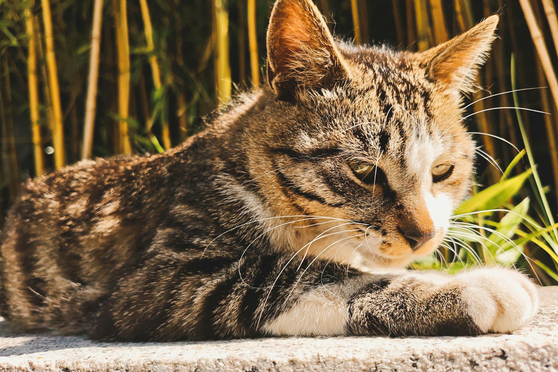 Are Cats Clean? Exploring Feline Hygiene and Grooming Habits Unraveling the facts about cats' natural cleanliness and essential grooming needs for a healthy, happy feline life.