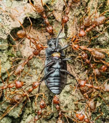 Learn how to distinguish between flying ants and termites to protect your home from potential damage