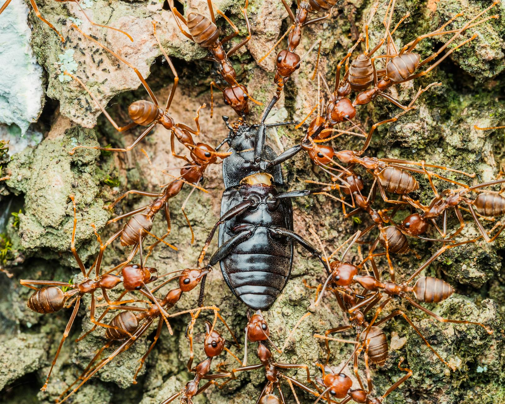 Flying Ants vs Termites: Key Differences & Identification Guide Learn how to distinguish between flying ants and termites to protect your home from potential damage