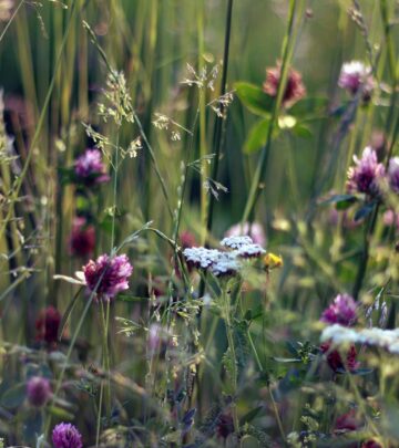 Yarrow: A Versatile and Resilient Perennial for Your Garden