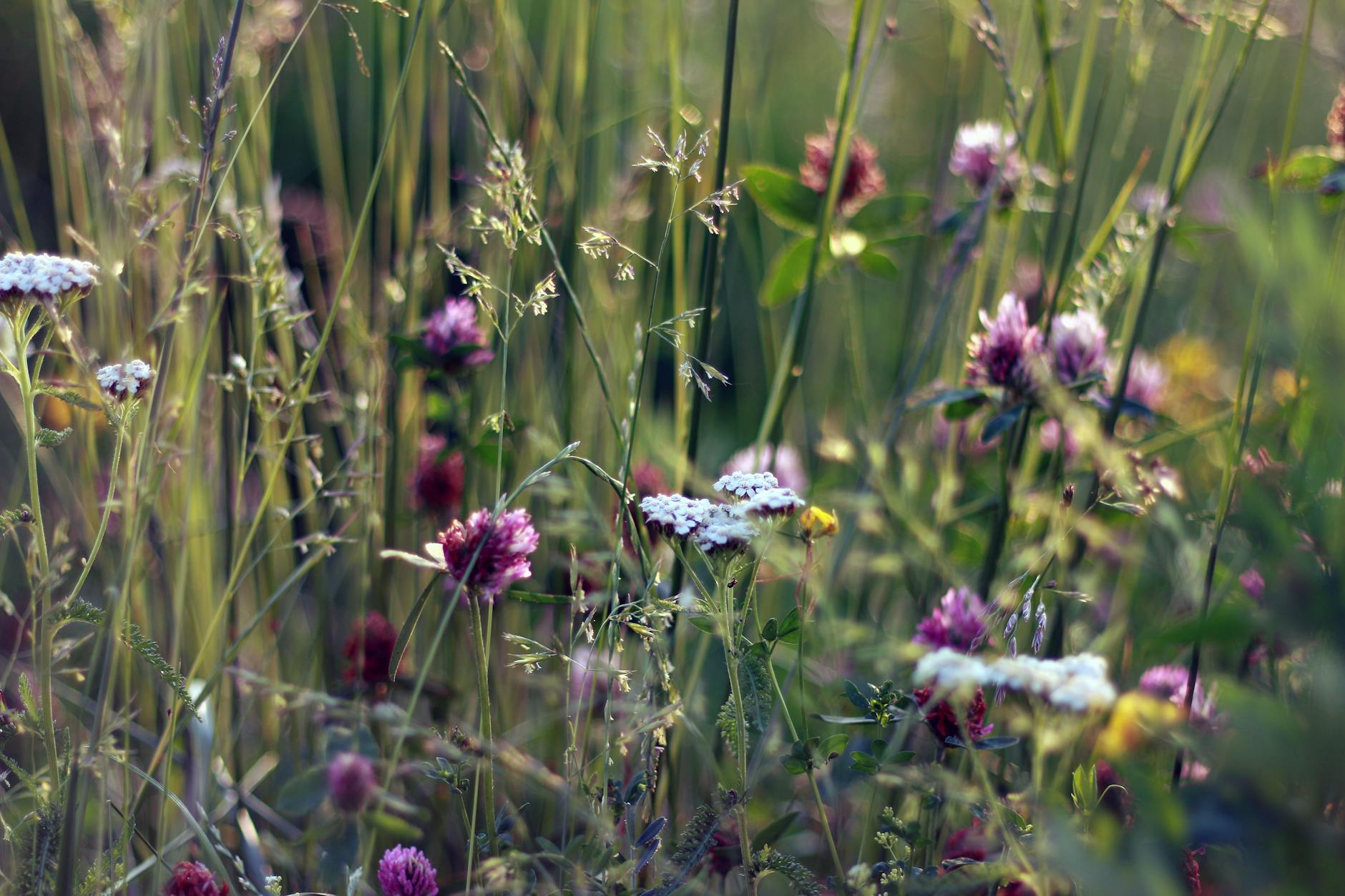 Yarrow: A Versatile and Resilient Perennial for Your Garden Discover the beauty and benefits of growing yarrow, a drought-tolerant perennial with colorful blooms and multiple uses in landscape design