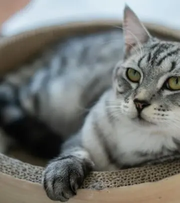 Understanding the financial commitment of bringing a feline friend into your home