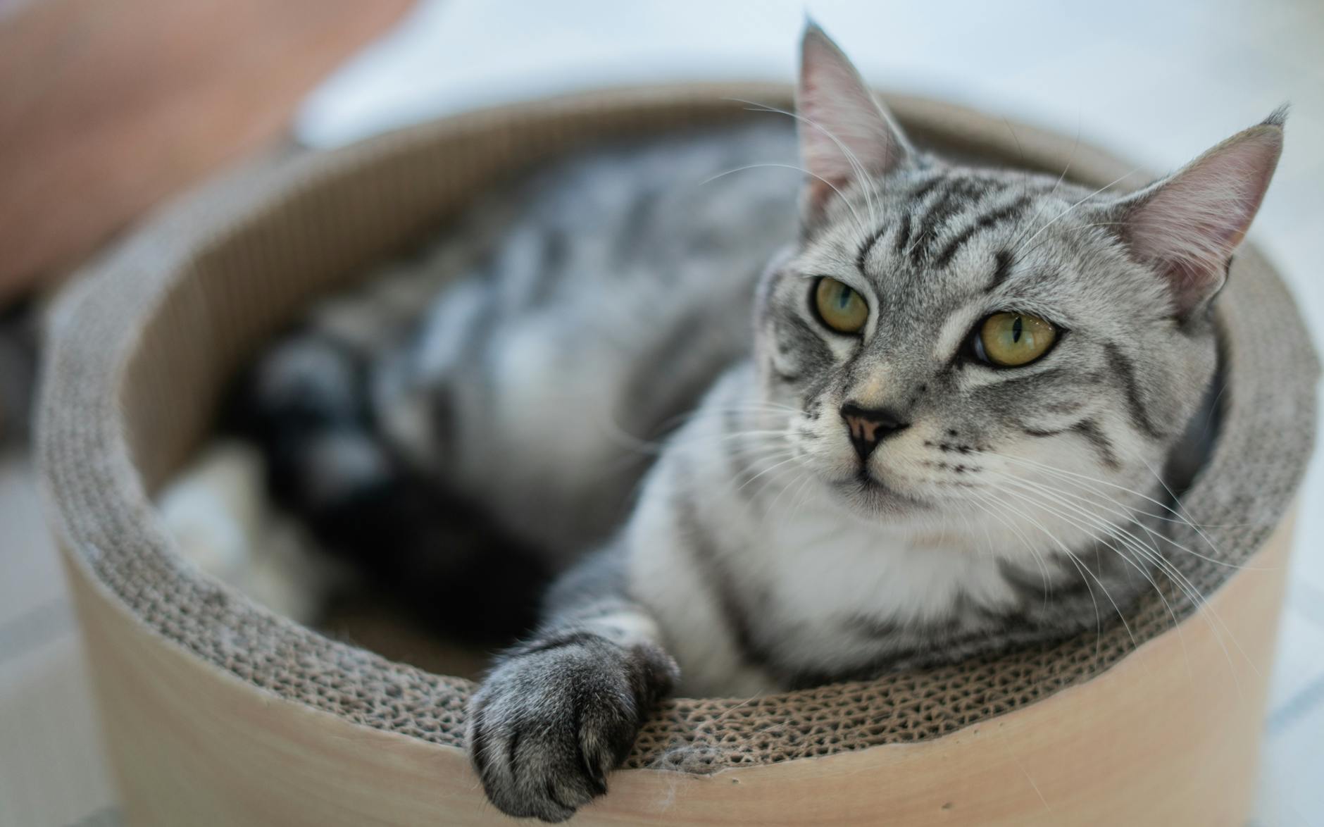 The Complete Guide to Cat Ownership Costs Understanding the financial commitment of bringing a feline friend into your home