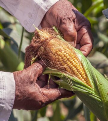 Microwave Corn on the Cob in the Husk: Quick, Easy, and Delicious