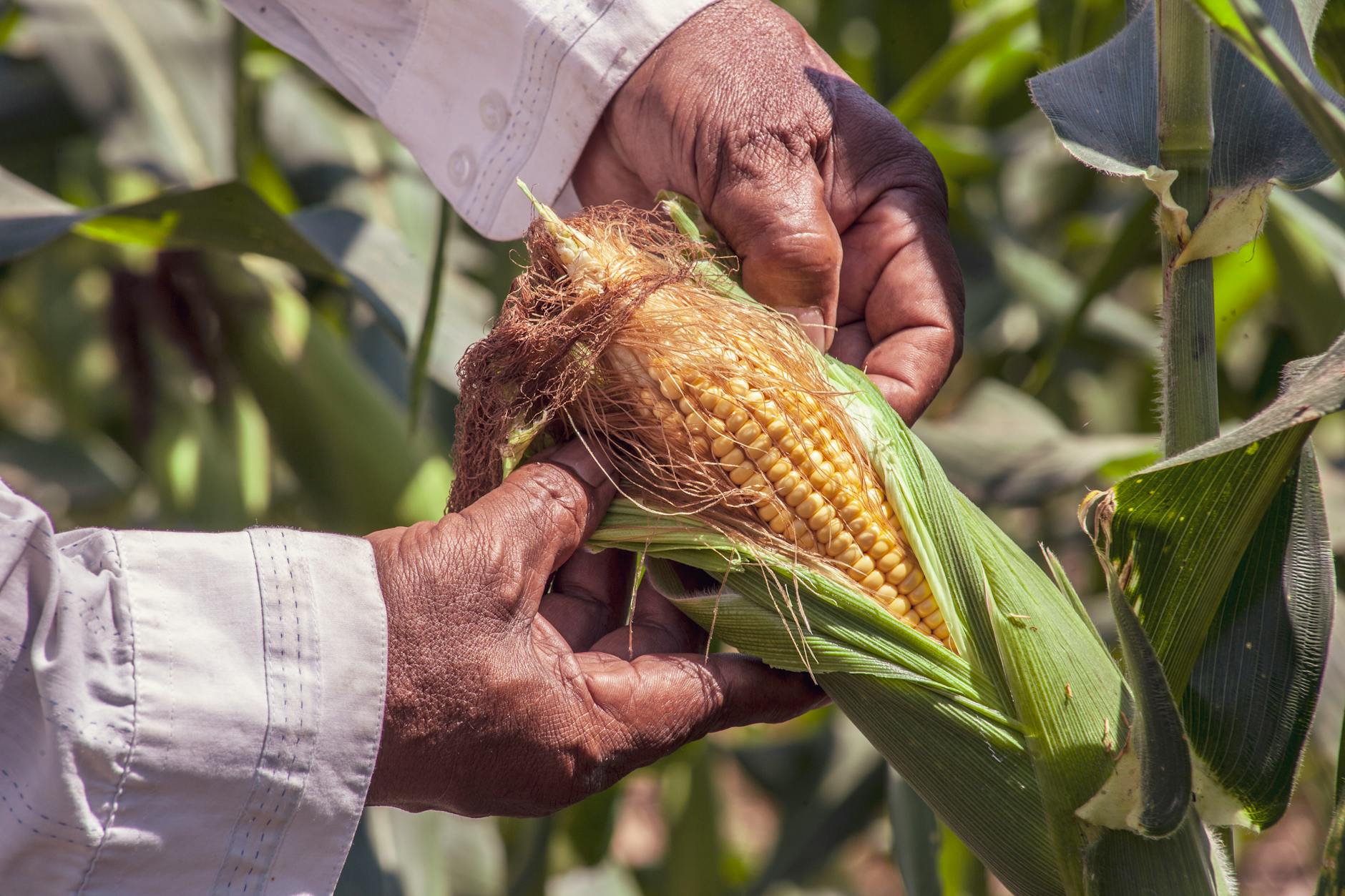 Microwave Corn on the Cob in the Husk: Quick, Easy, and Delicious Master the art of steaming sweet corn in its husk—no boiling, no grill, just fast, flavorful results in your microwave.